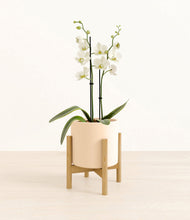 Load image into Gallery viewer, -