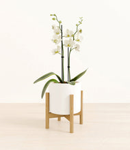 Load image into Gallery viewer, -