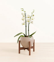 Load image into Gallery viewer, -