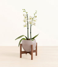 Load image into Gallery viewer, -