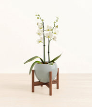 Load image into Gallery viewer, -