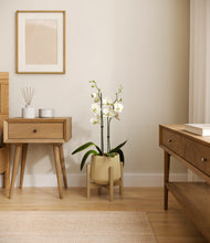 Load image into Gallery viewer, Almond Green stand:bamboo