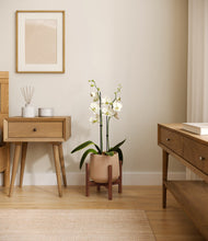 Load image into Gallery viewer, Gentle Pink stand:walnut