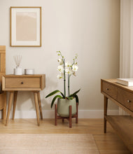 Load image into Gallery viewer, Turquoise stand:walnut