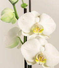 Load image into Gallery viewer, ALL