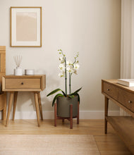 Load image into Gallery viewer, Dark Olive stand:walnut