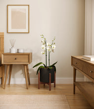 Load image into Gallery viewer, Black stand:walnut