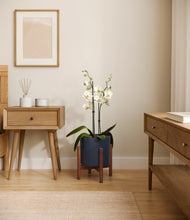 Load image into Gallery viewer, Deep Navy stand:walnut