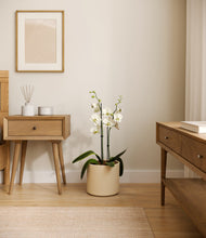 Load image into Gallery viewer, Cream