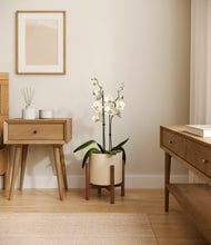 Load image into Gallery viewer, Cream stand:walnut