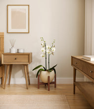 Load image into Gallery viewer, Shiny EggWhite stand:walnut