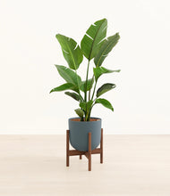 Load image into Gallery viewer, Iron Gray stand:walnut