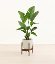 Load image into Gallery viewer, Natural Bamboo stand:walnut