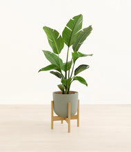 Load image into Gallery viewer, Sage Green stand:bamboo