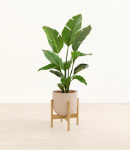 Load image into Gallery viewer, Sandy Pink stand:bamboo