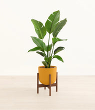 Load image into Gallery viewer, Sunset Orange stand:walnut