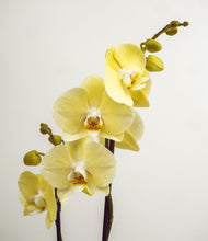 Load image into Gallery viewer, ALL