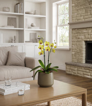 Load image into Gallery viewer, Olive