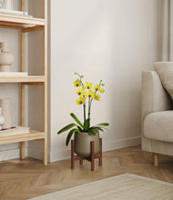 Load image into Gallery viewer, Olive stand:walnut