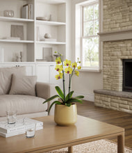 Load image into Gallery viewer, Almond Green