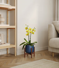 Load image into Gallery viewer, Deep Navy stand:walnut