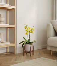 Load image into Gallery viewer, Eternal Gray stand:walnut