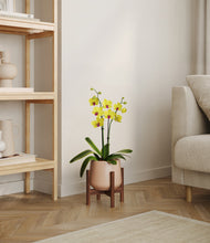 Load image into Gallery viewer, Gentle Pink stand:walnut