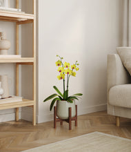 Load image into Gallery viewer, Turquoise stand:walnut