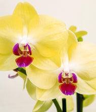 Load image into Gallery viewer, ALL