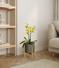 Load image into Gallery viewer, Dark Olive stand:bamboo