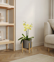 Load image into Gallery viewer, Dark Olive stand:bamboo