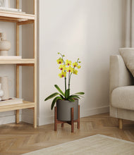 Load image into Gallery viewer, Dark Olive stand:walnut