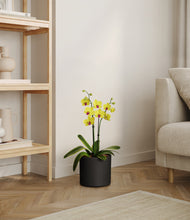 Load image into Gallery viewer, Black