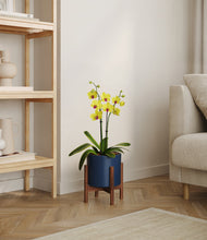 Load image into Gallery viewer, Deep Navy stand:walnut