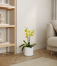 Load image into Gallery viewer, White