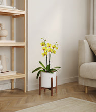 Load image into Gallery viewer, White stand:walnut