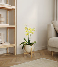 Load image into Gallery viewer, Shiny EggWhite stand:bamboo