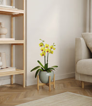 Load image into Gallery viewer, Deep Ocean stand:bamboo