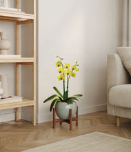 Load image into Gallery viewer, Deep Ocean stand:walnut