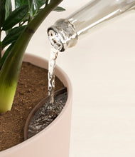 Load image into Gallery viewer, Sandy Pink stand:all