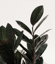 Load image into Gallery viewer, ALL