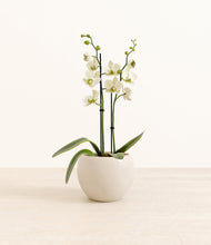 Load image into Gallery viewer, Shiny EggWhite*****Profile
