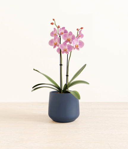 Deep Navy*****Profile