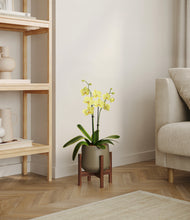 Load image into Gallery viewer, Olive stand:walnut
