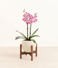 Load image into Gallery viewer, Shiny EggWhite stand:walnut
