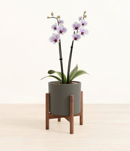 Load image into Gallery viewer, Dark Olive stand:walnut
