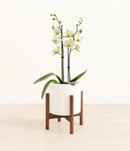 Load image into Gallery viewer, White stand:walnut
