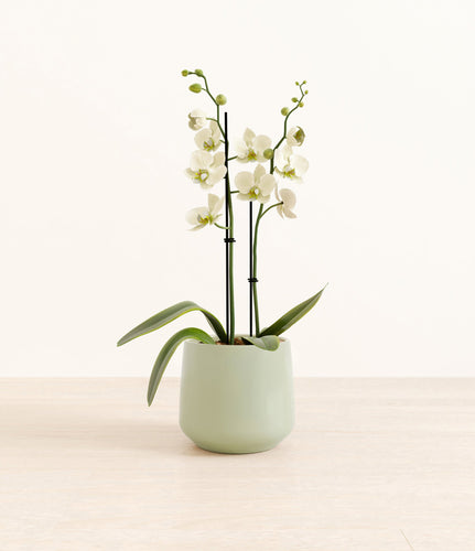 Turquoise*****Profile