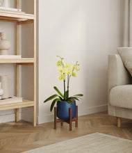 Load image into Gallery viewer, Deep Navy stand:walnut
