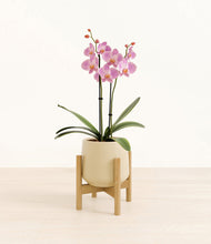 Load image into Gallery viewer, Almond Green stand:bamboo
